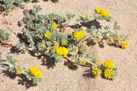 Lotus cytisoides subsp. conradiae e Medicago marina